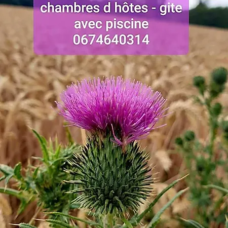 Bed & Breakfast Au Chardon Bleu Nesle